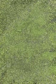 Duckweed