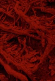 Language of the Entrails
