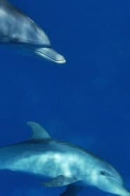 Meditate like a Dolphin