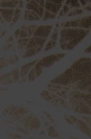 Organ Rhythms Under the Rain