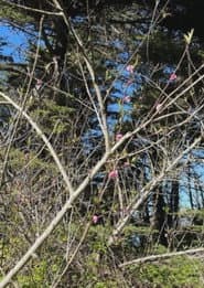 Caracole (for Cecilia)