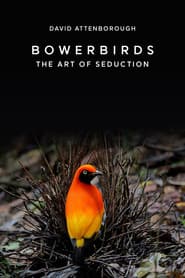 Bowerbirds: The Art of Seduction
