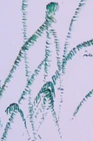 How the Frog’s Eye Sees