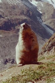 Marmot