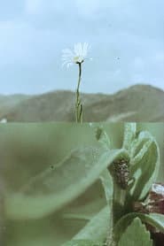 Florinda y el viento