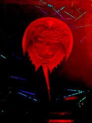 A Horseshoe Crab Story