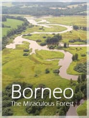 Bornéo, la forêt miraculée
