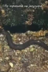 Following the Traces of the Eels