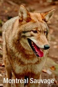 Montréal sauvage