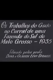 Cattle Work in the Corral of a Farm in Southern Mato Grosso