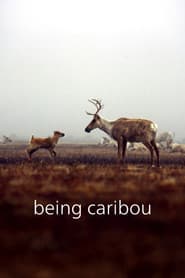 Being Caribou