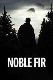 Noble Fir