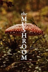 The Mushroom