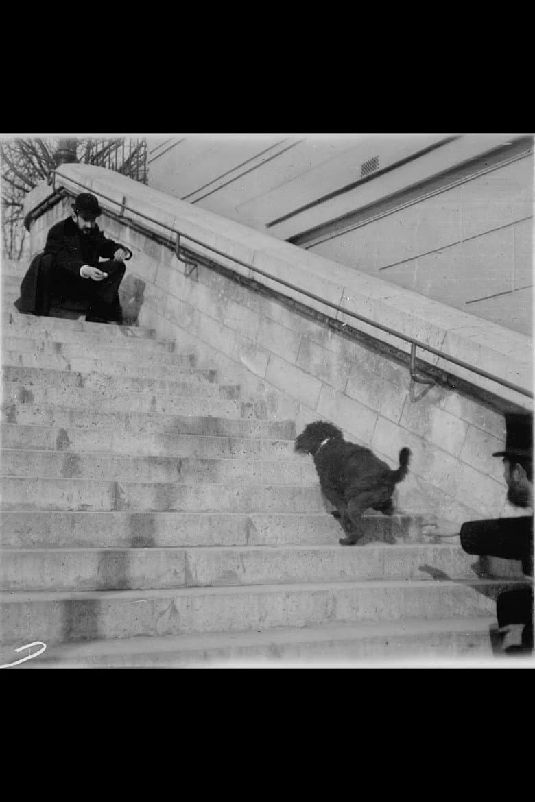 Chien, Caniche Noir Descendant et Montant Un Escalier poster