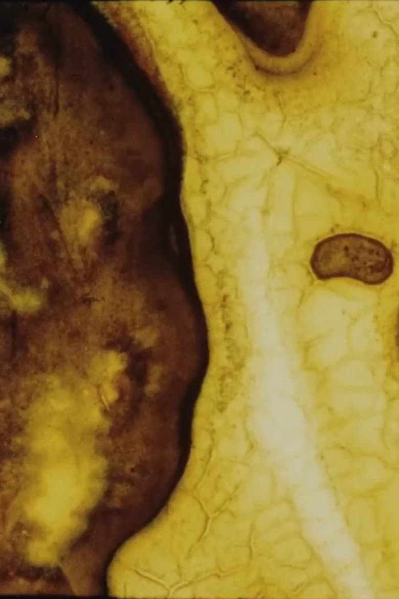 The Mulch Spider’s Dream poster