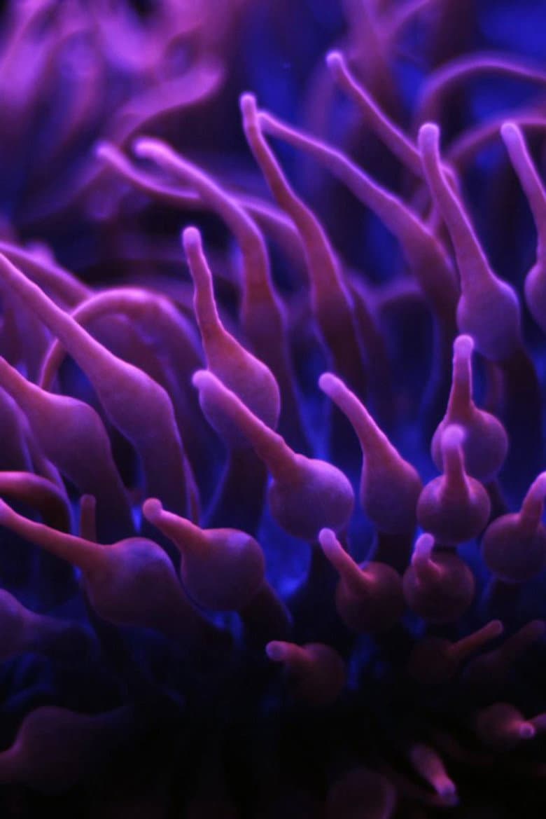 Seas of Pearls poster