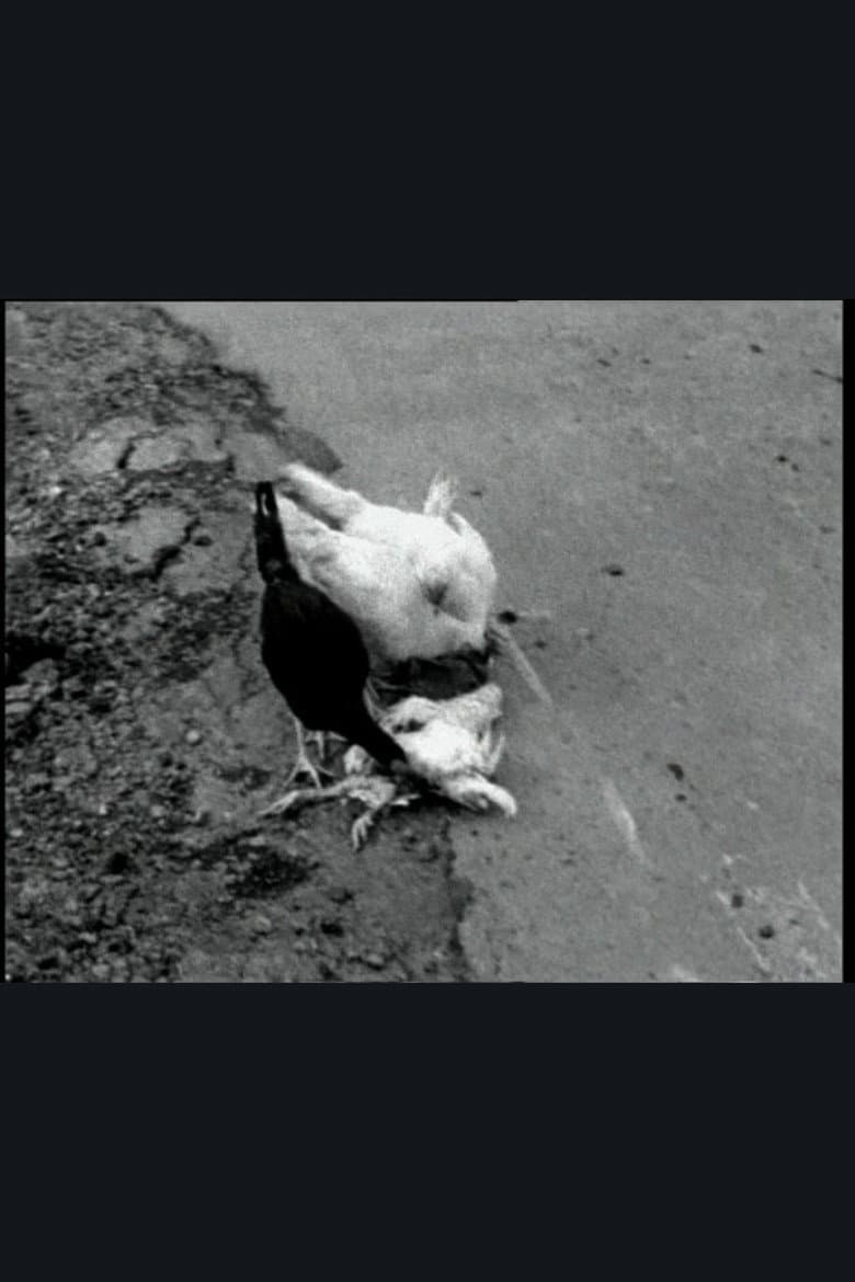 The Delmarva Chicken of Tomorrow poster