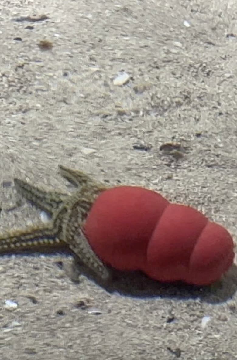 Atlantaquaria poster