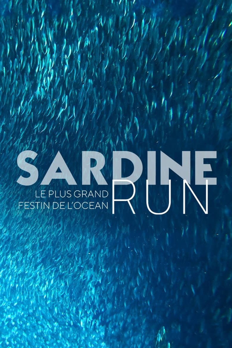 Sardine Run, le plus grand festin de l'océan poster