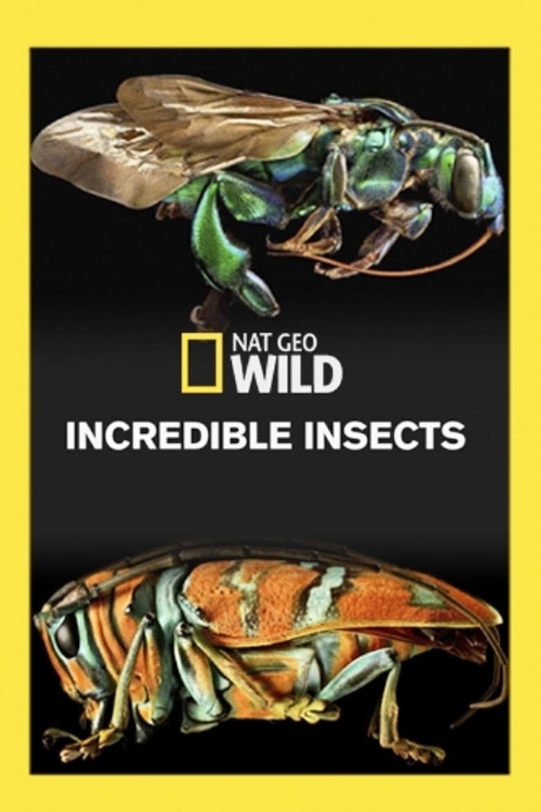Incredible Insects poster