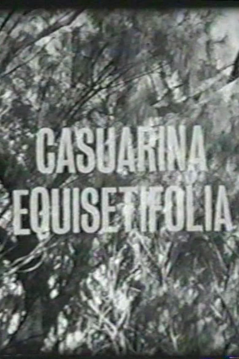 Casuarina Equisetifolia poster