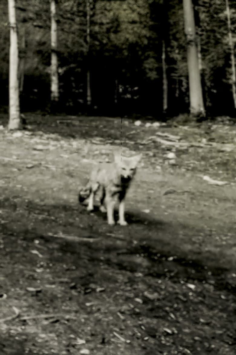 Last shot of the Argentine Grey Fox poster
