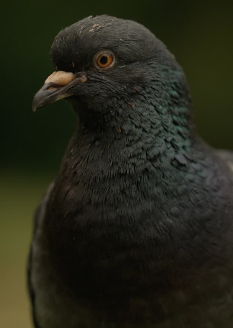 Deformed Pigeon Feet poster
