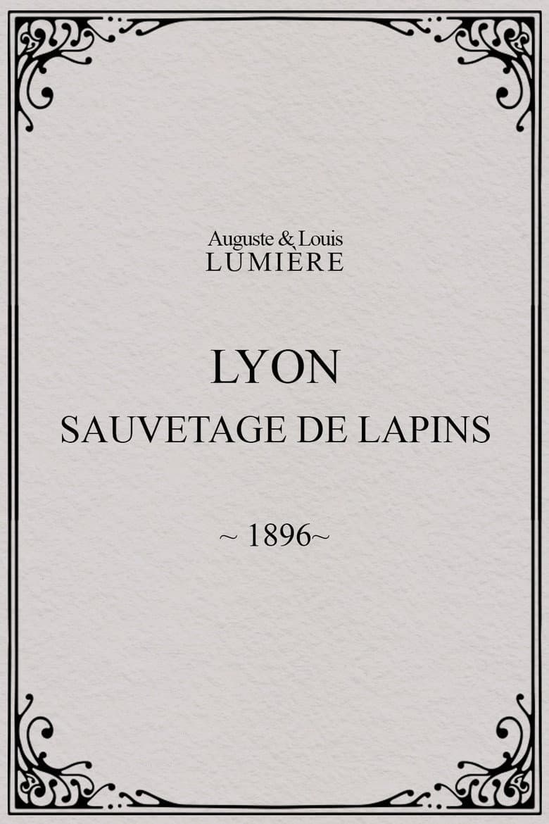 Lyon : sauvetage de lapins poster