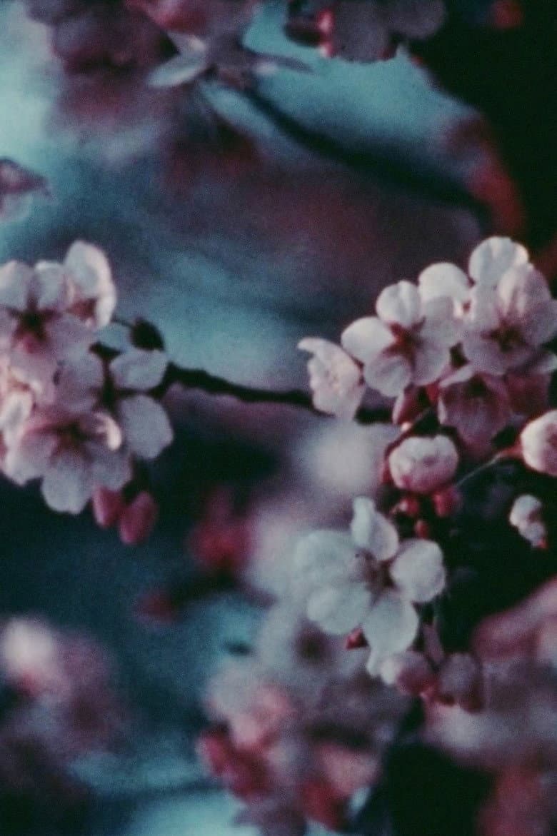 Cherry Blossoms poster