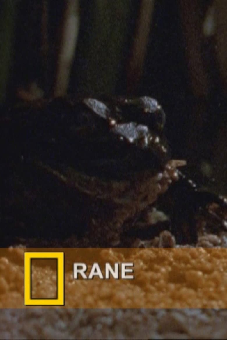 Fearsome Frogs poster