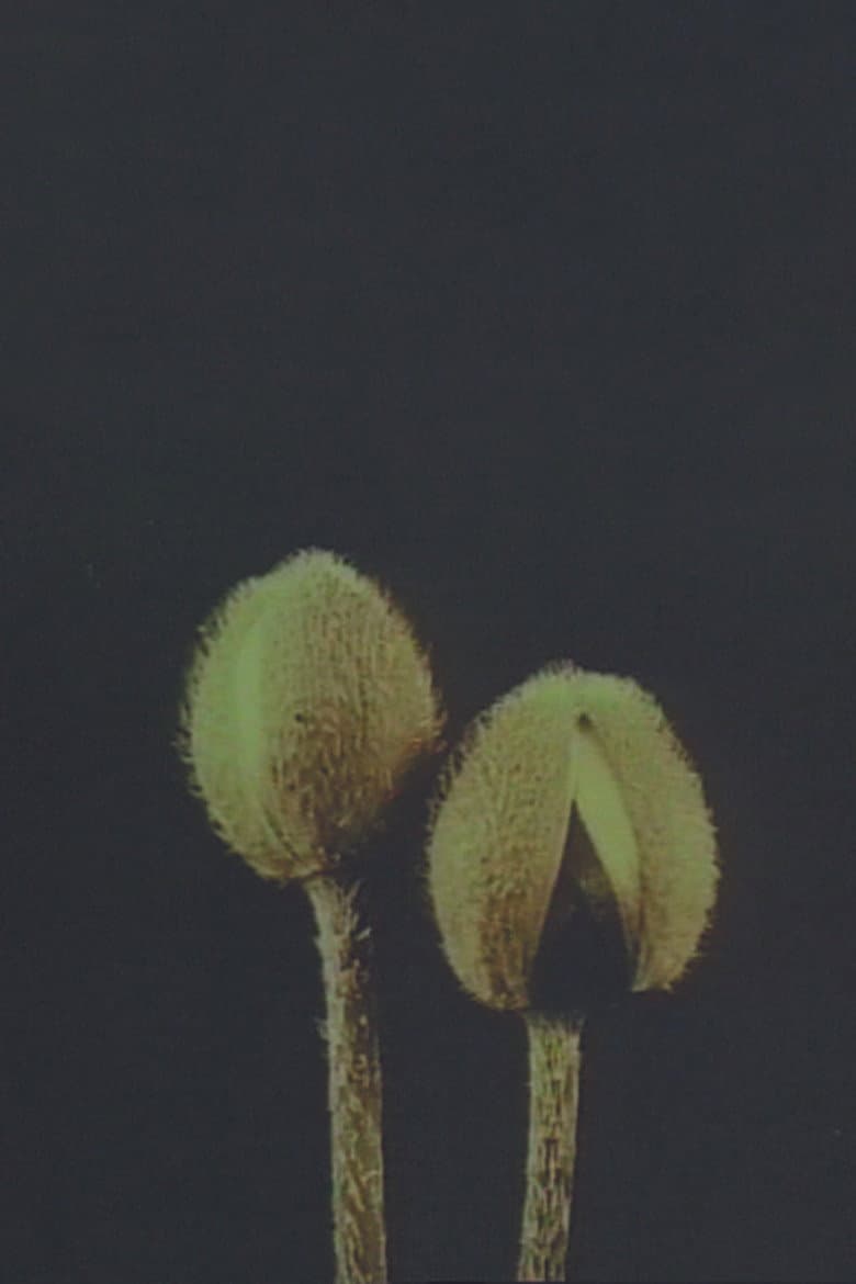 Lin­naeus’ Flow­er Clock poster