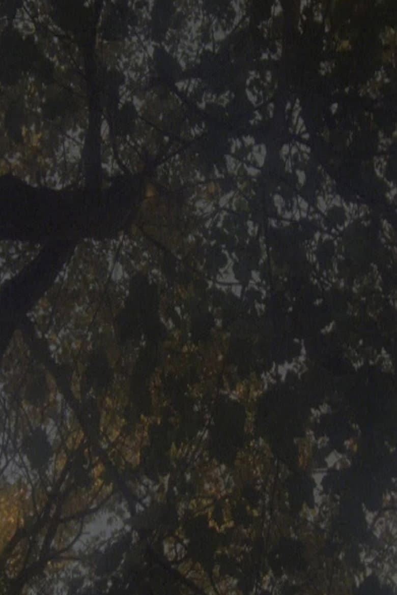 Not as Old as the Trees poster