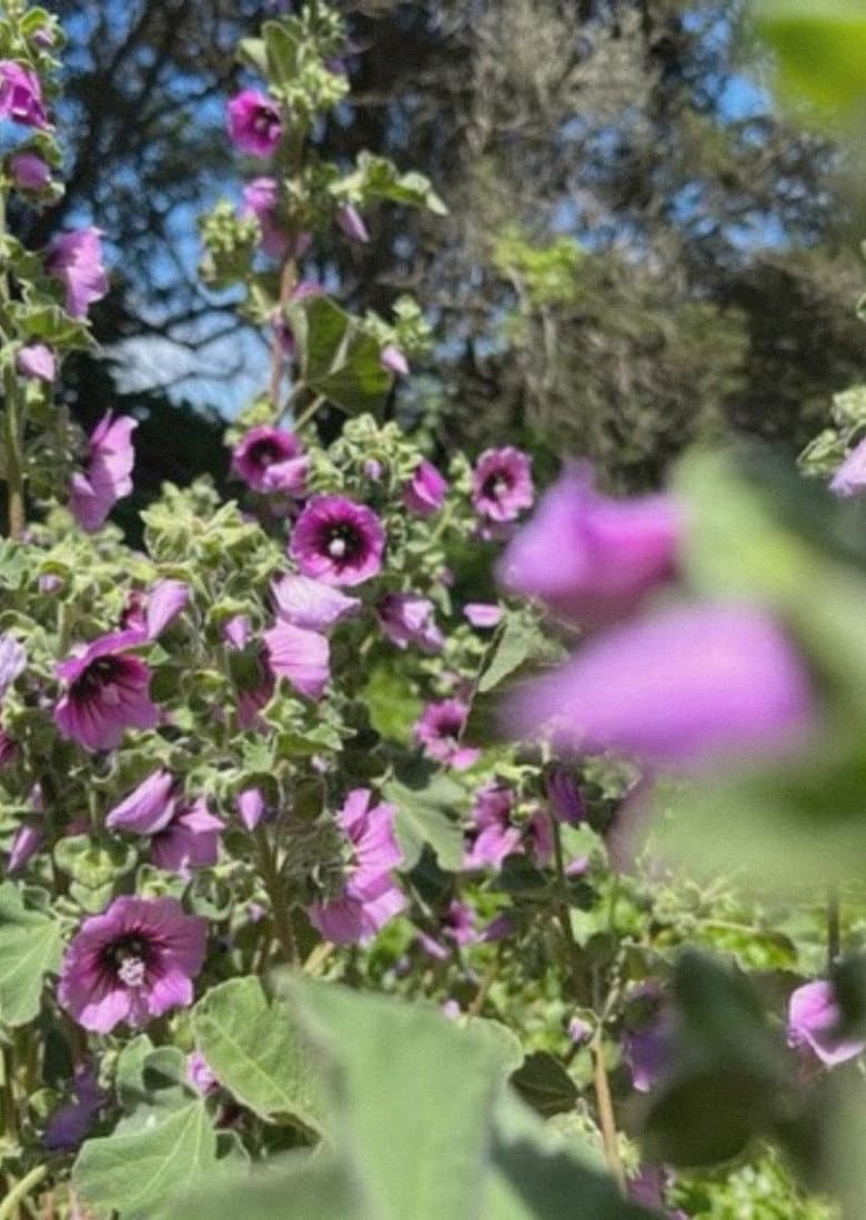 Caracole (for Izcali) poster