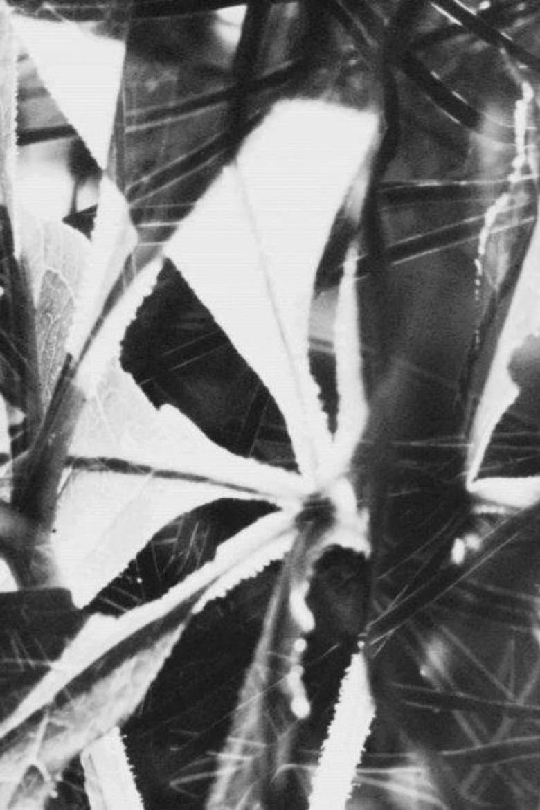 Babbler, Fairy and Thrush poster