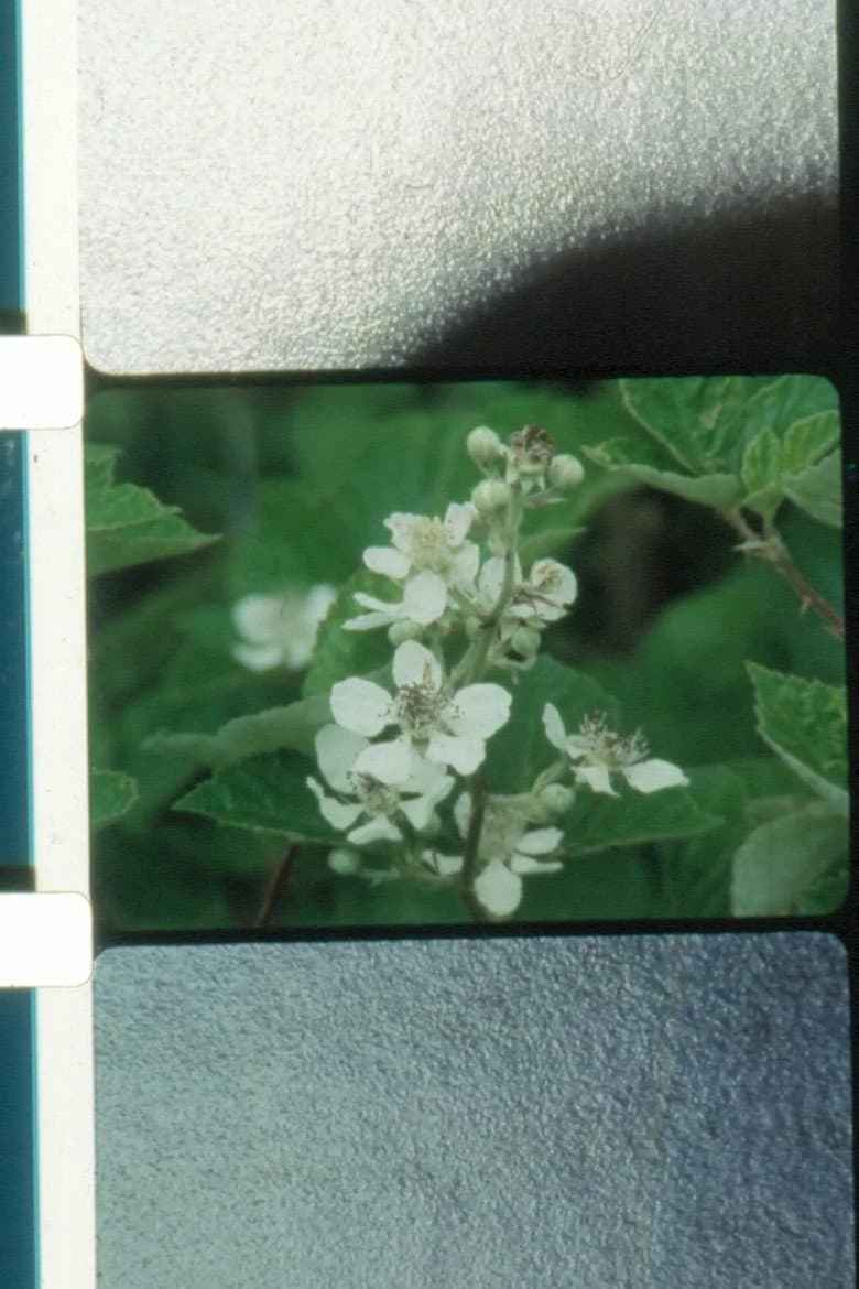 Jardin du soleil poster