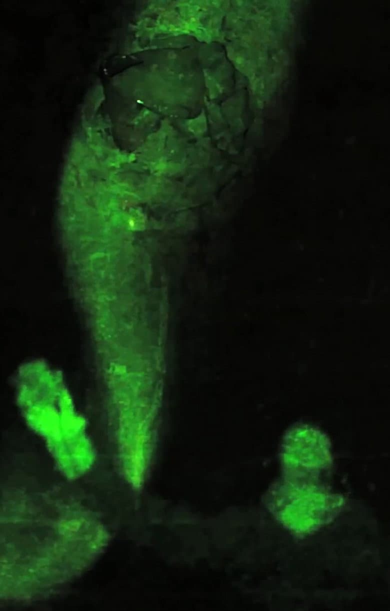 L'intervalle de résonance poster