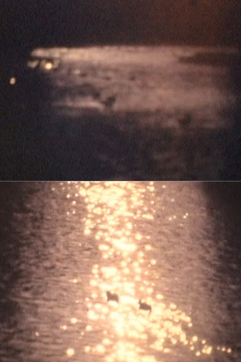 SHADOW FOREST poster