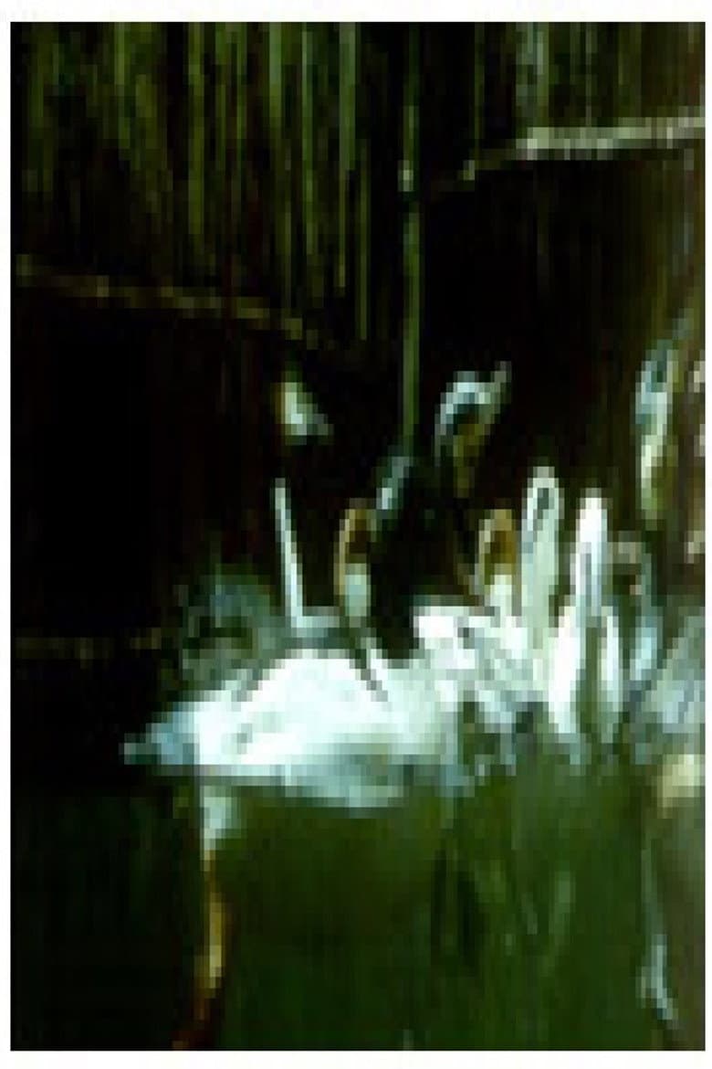 Birds and Fish poster