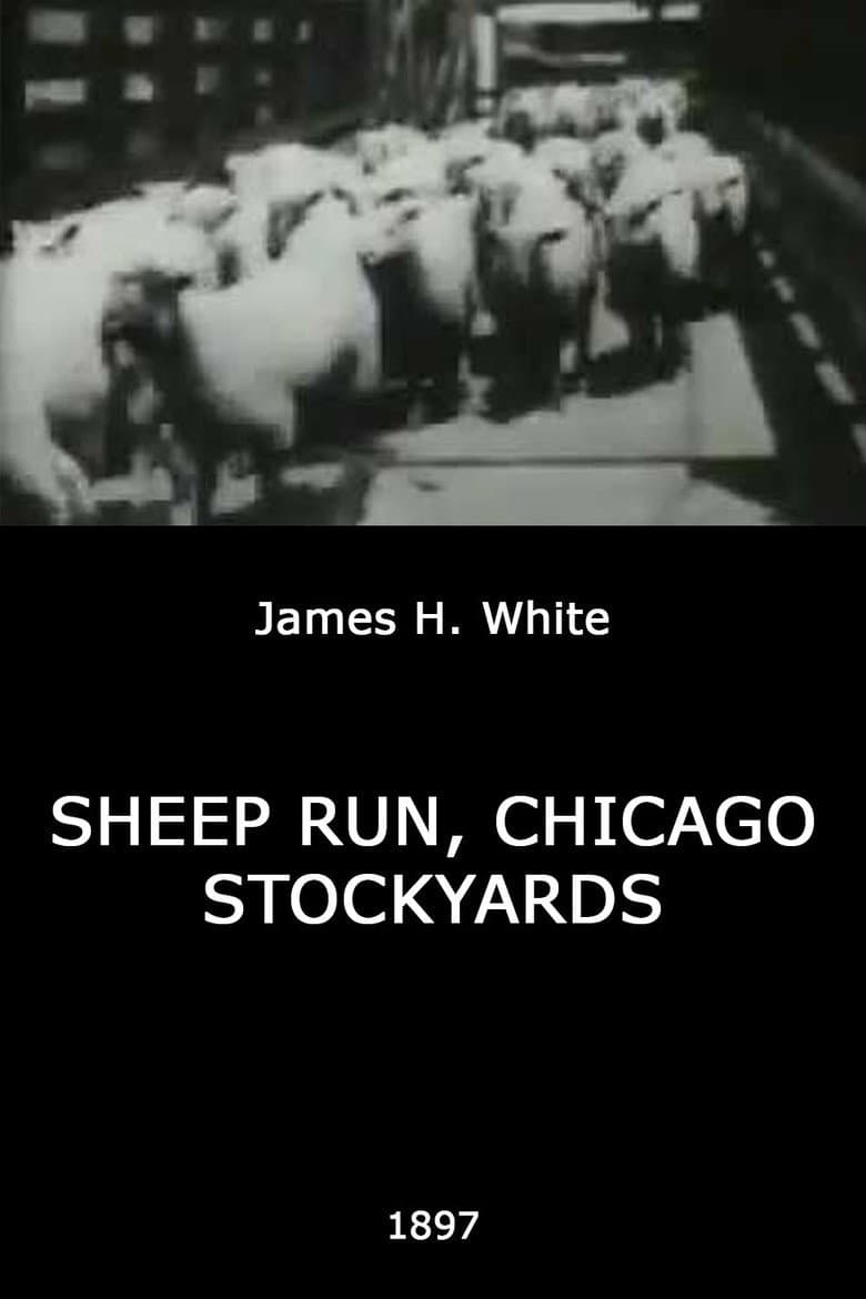 Sheep Run, Chicago Stockyards poster