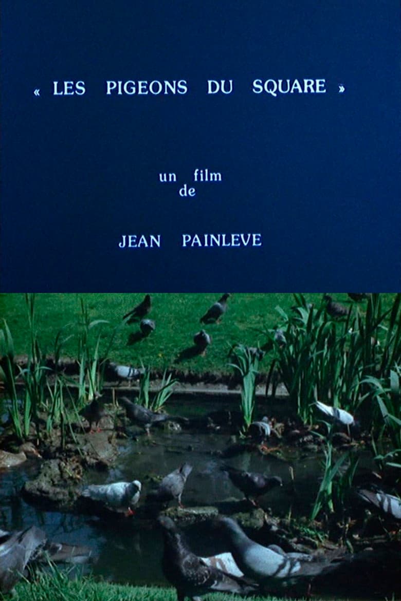 Pigeons in the Square poster