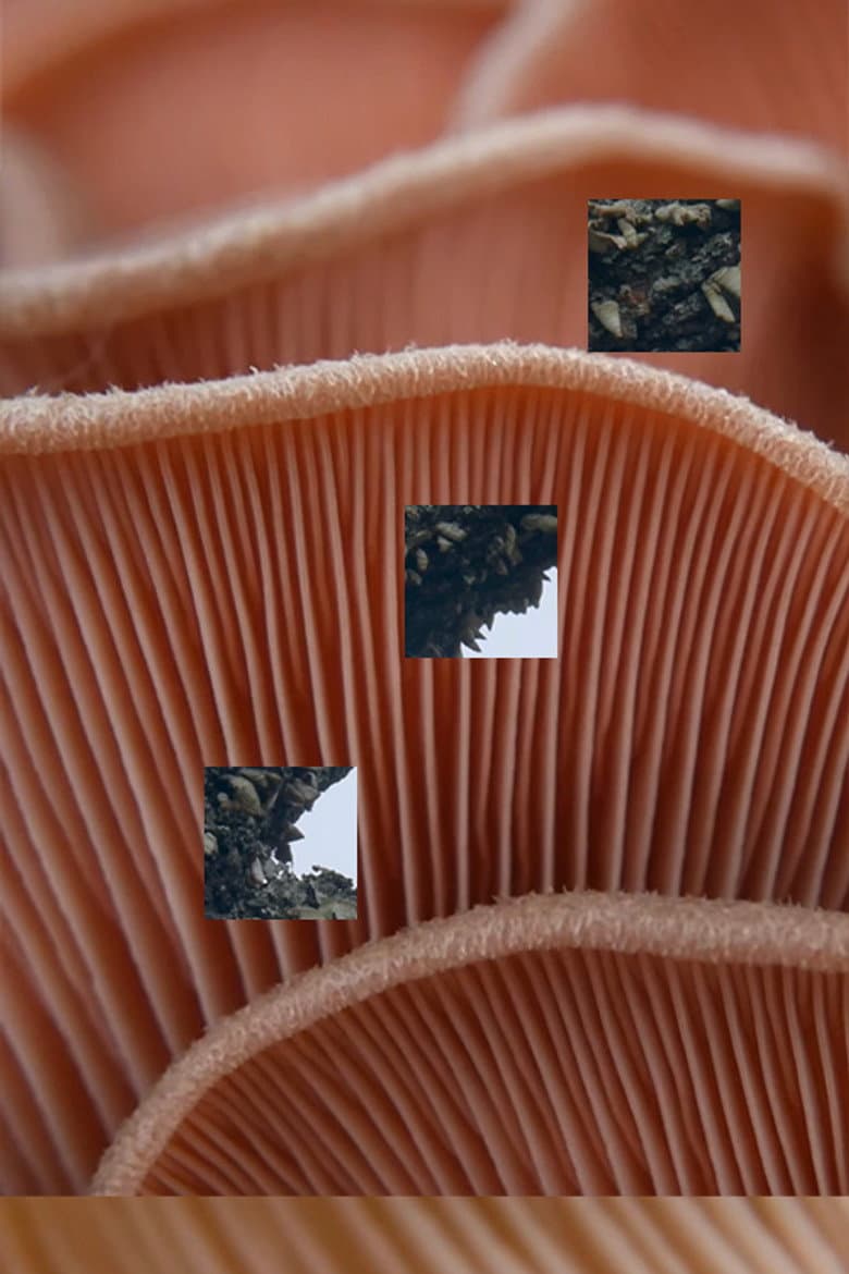 Fruitful Decay poster