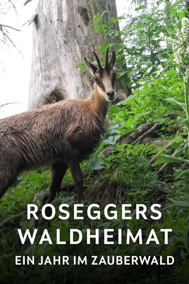 Forest of Fantasies poster