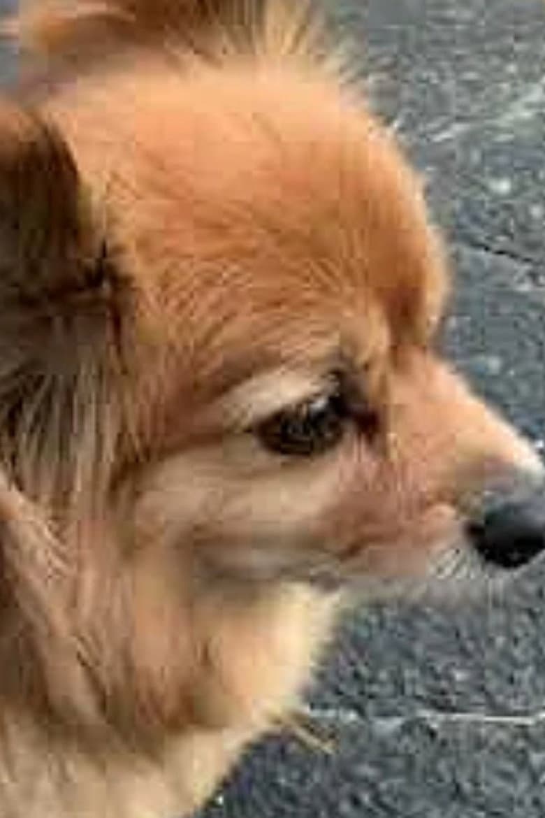 Stanruary Movie poster