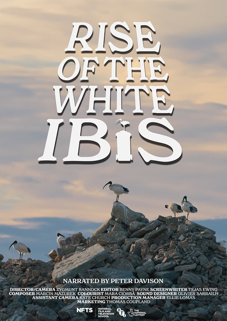 Rise of the White Ibis poster