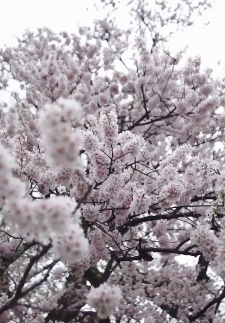Cherry Blossom on My Palm poster