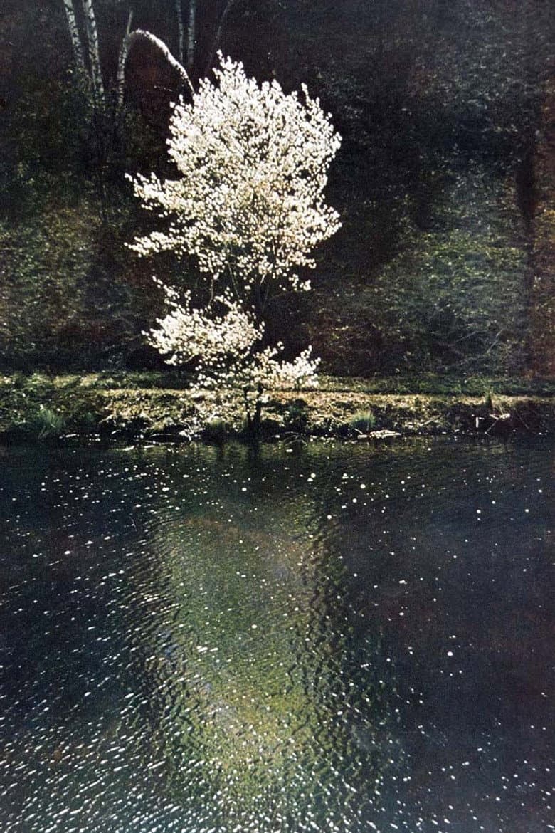 The Little Tree poster