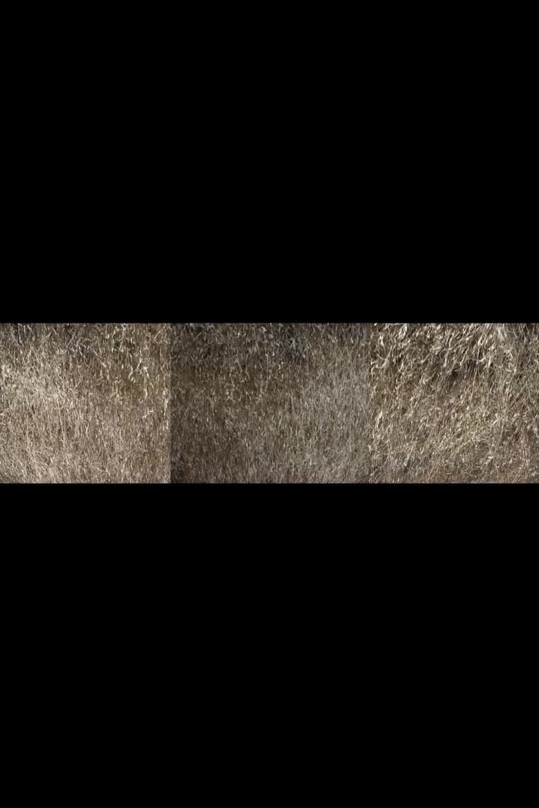 Nebraska Grasses Veils poster