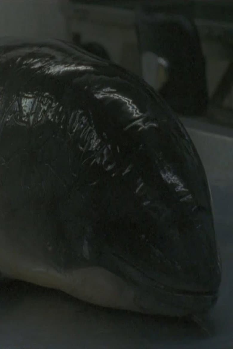 Necropsy of a Harbour Porpoise (Seeing From our Eyes into Theirs) poster
