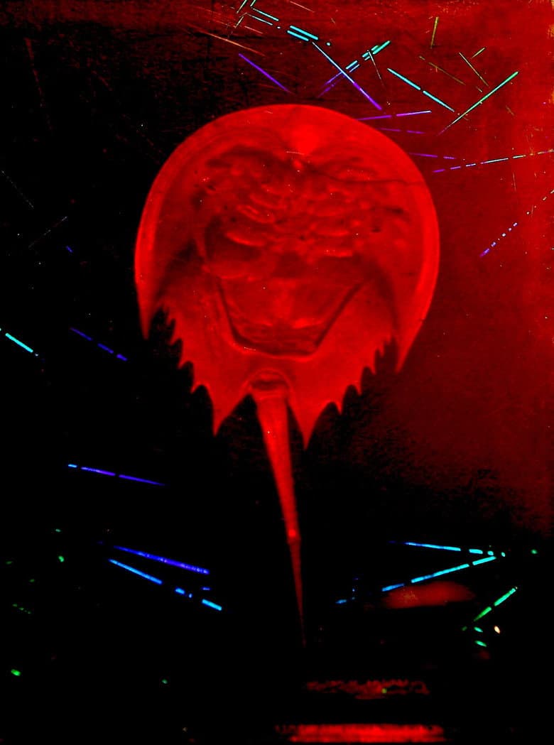 A Horseshoe Crab Story poster