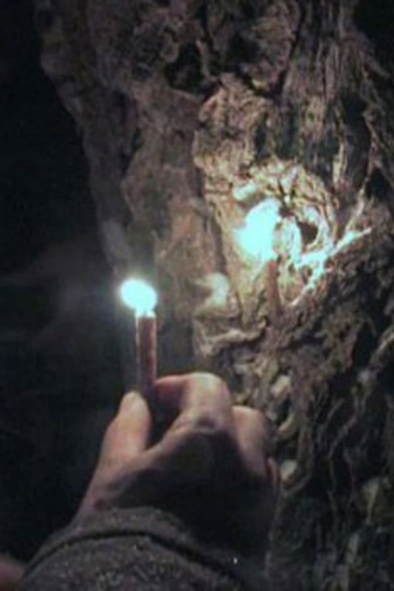 Through the Needles of Coniferous Trees poster